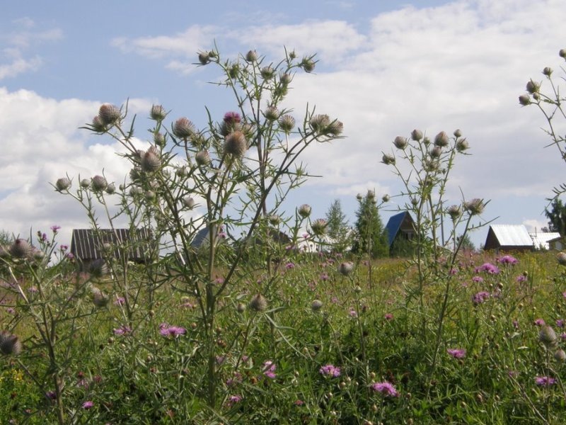 Россия: главные причины почему растут цены на хлеб. Фото из Яндекс картинки