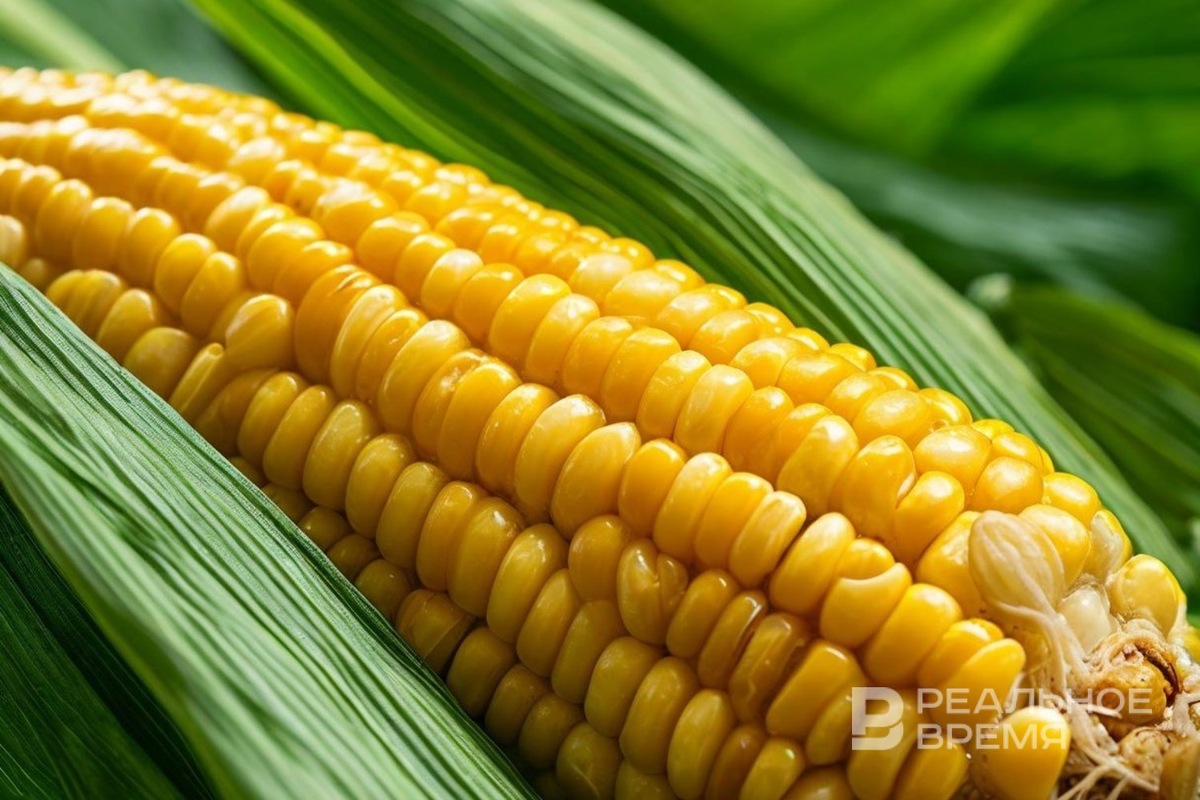   Реальное время / realnoevremya.ru