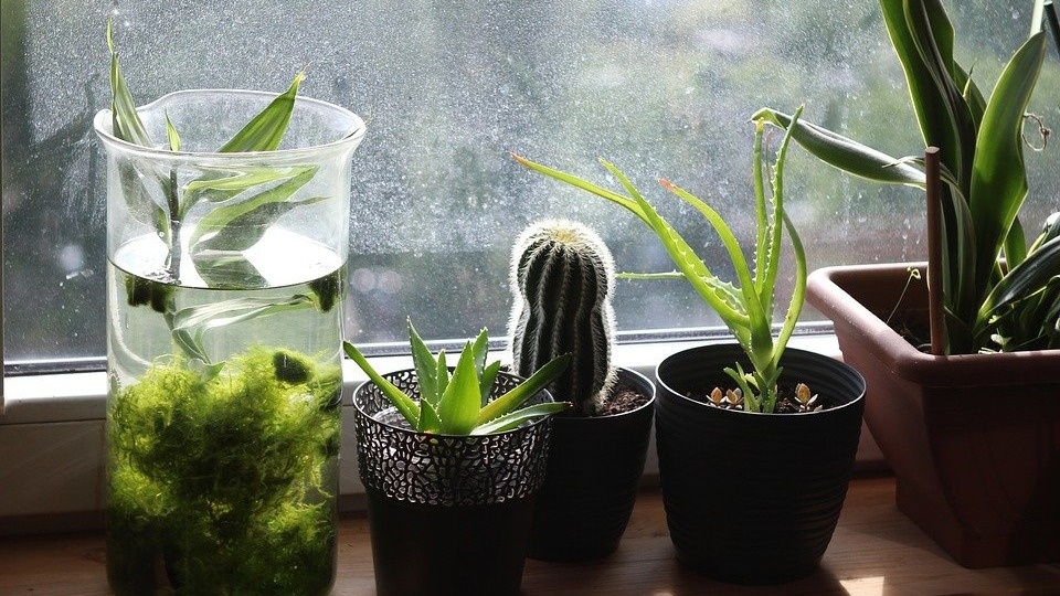    Фото: Pixabay Наталья Жукова