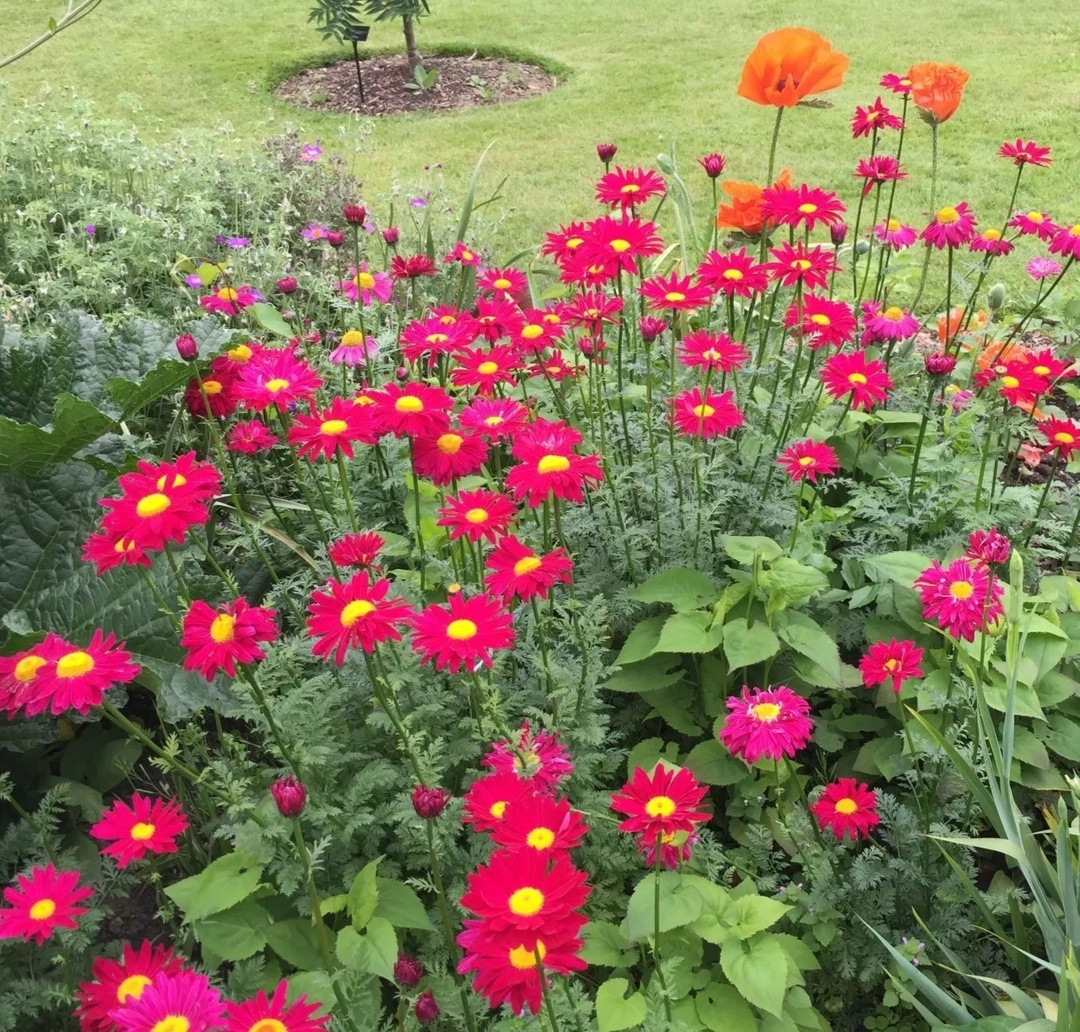  покупают участки для отдыха на природе и выращивания овощей и ягод. 