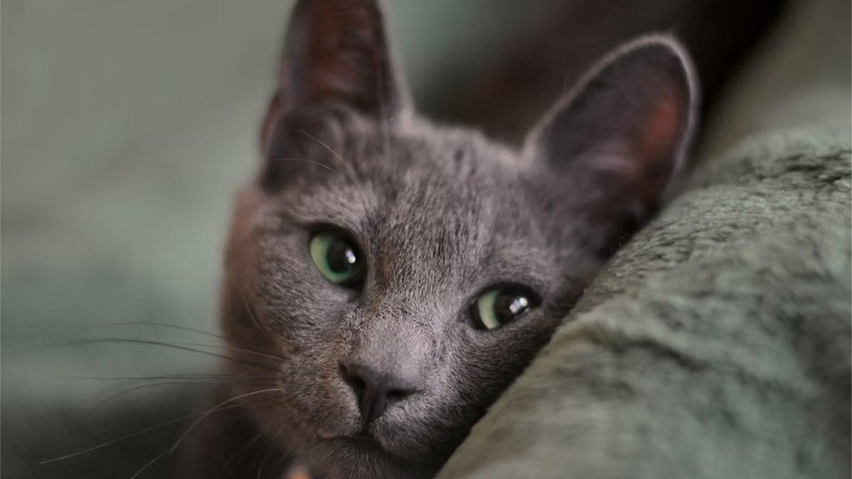    Кошки с большим отрывом лидируют среди питомцев россиян