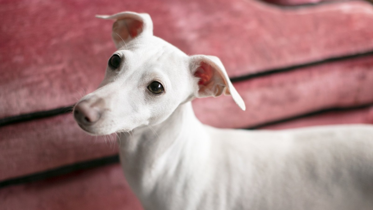    Среди собак россияне отдают предпочтение малым и средним породам собак