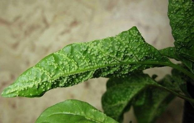 Оэдема на перцах