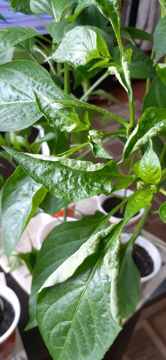 Фото пострадавшей огородницы