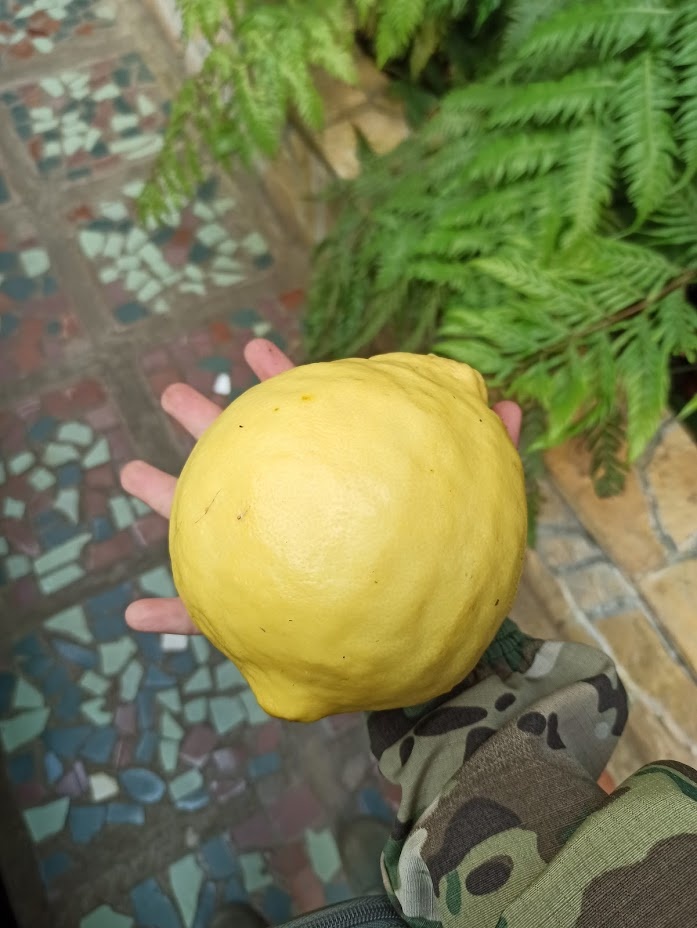 В сравнении с ладонью, БСИ ДВО РАН