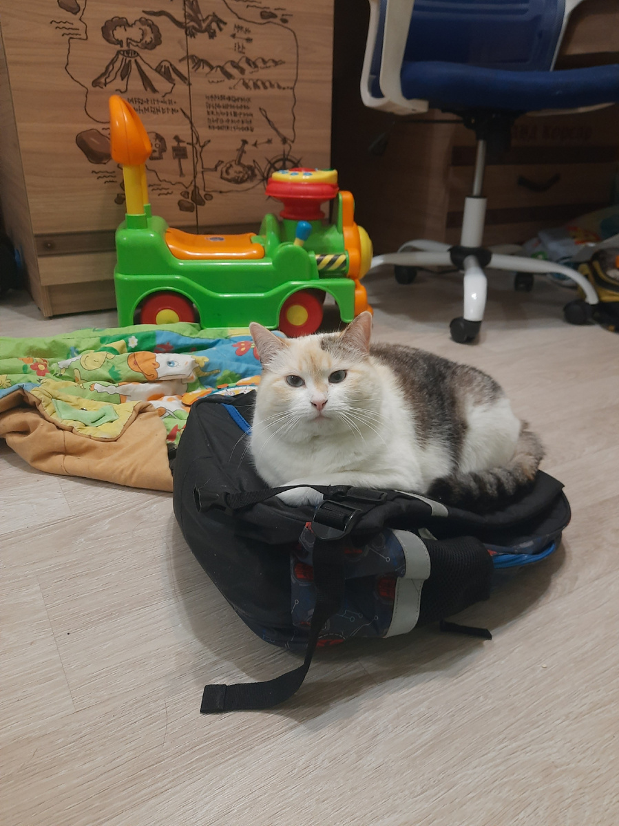 Вон наша каталка на заднем плане, за Кляксой