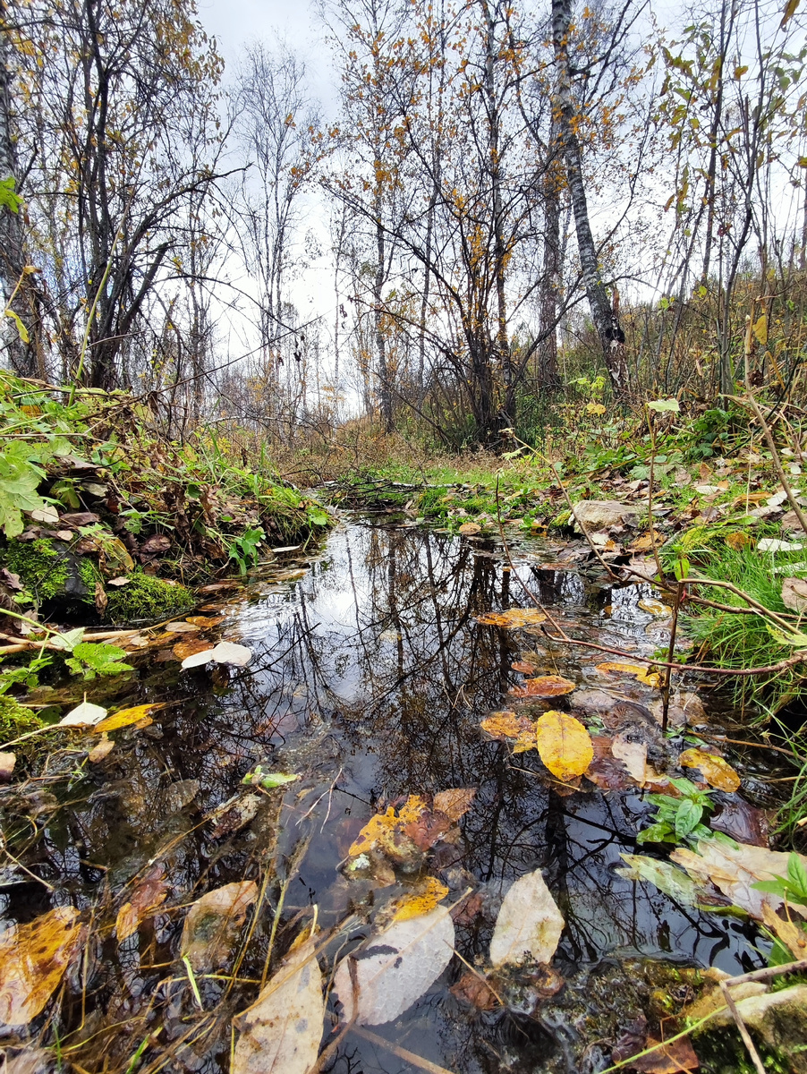 Ручей по дороге на водопад