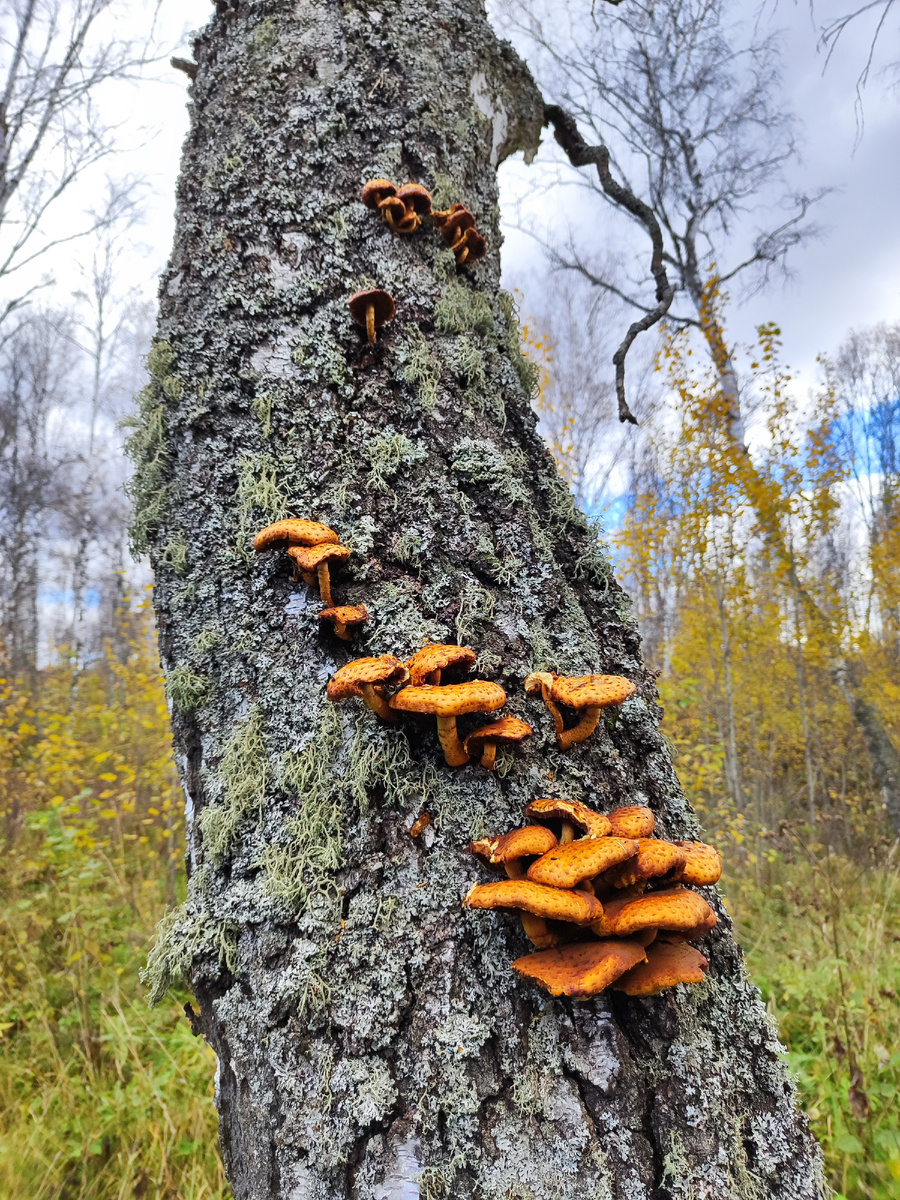 Это опята или чешуйчатка?