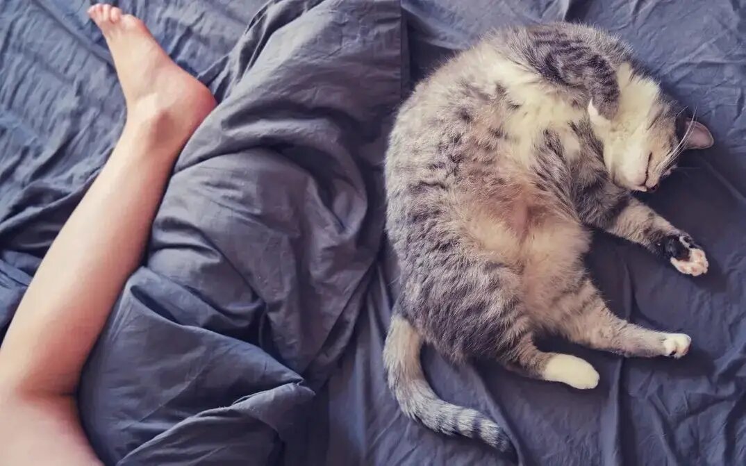    Стоит лишь однажды поддаться на милую провокацию и пошевелить под одеялом пальцами, приглашая кота к забаве, как в его сознании происходит настоящая революция /unsplash