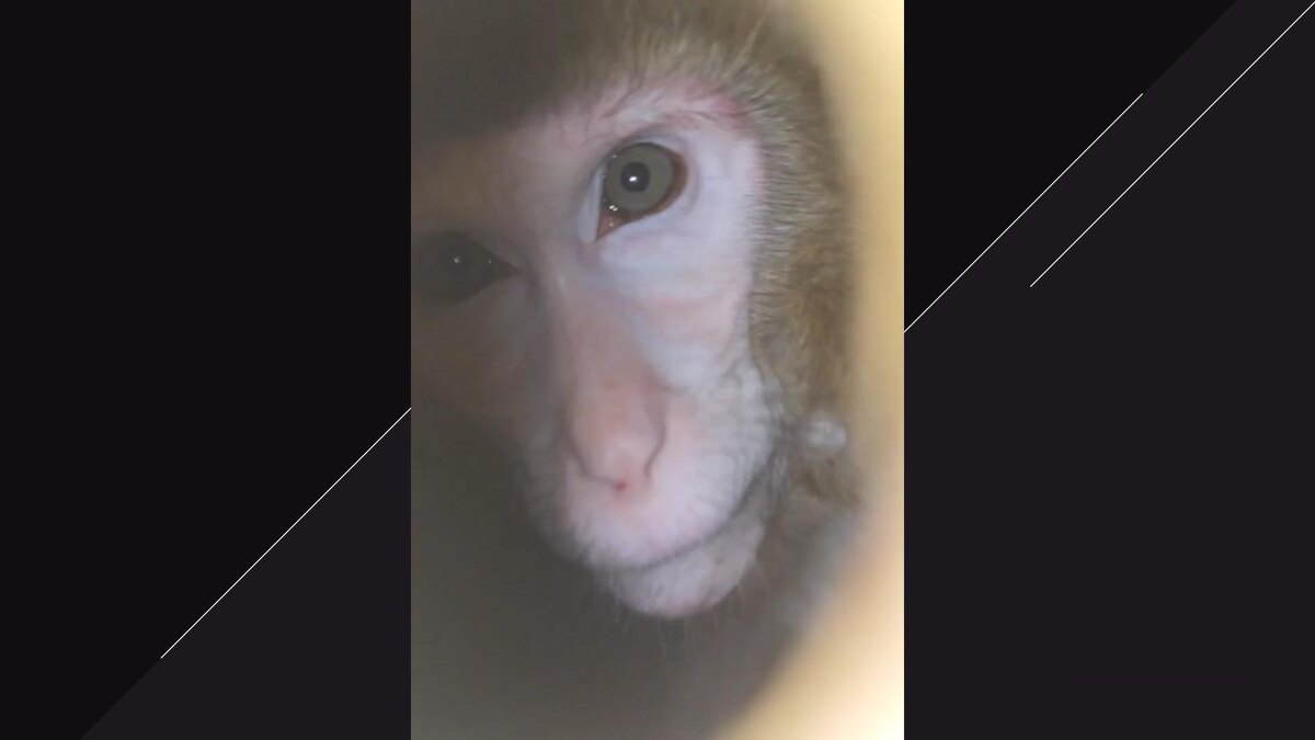    Фото: t.me/sirinwildlife