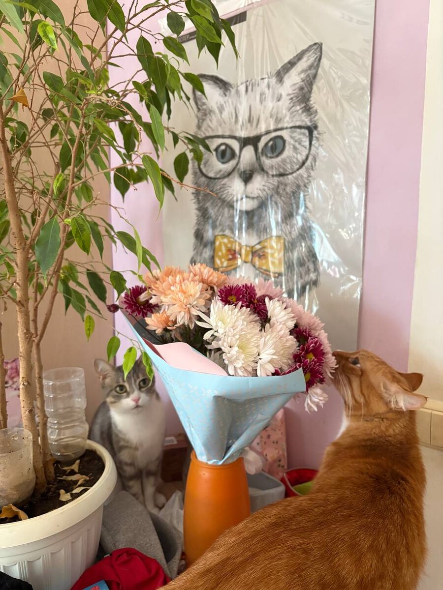 Цветы от сына и коты... 