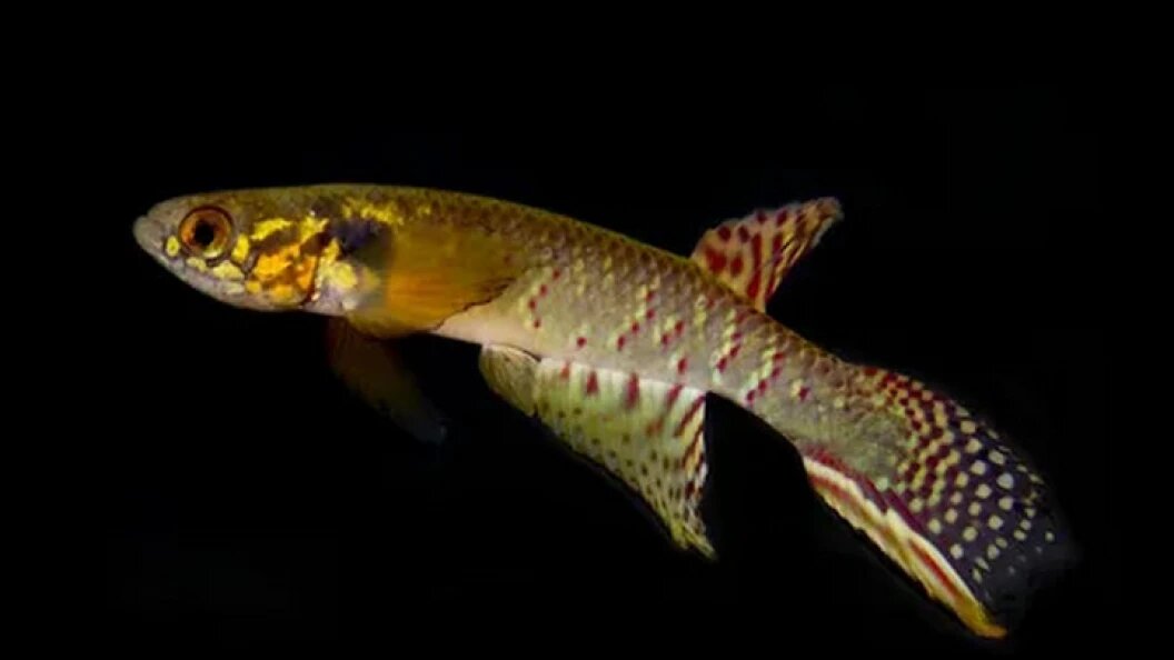    ФОТО: scitechdaily.com