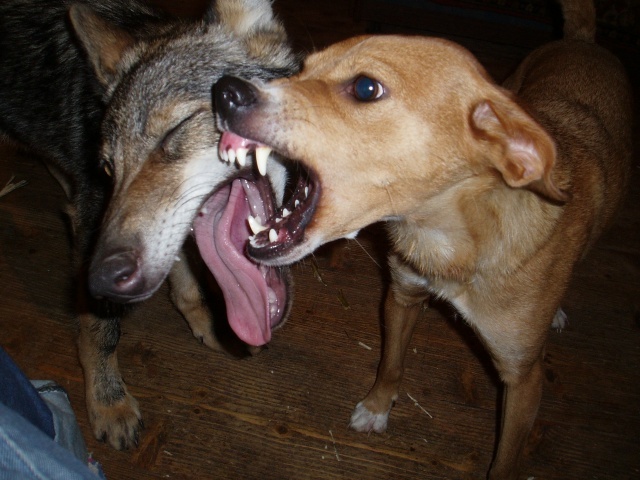 Агрессивны ли волки?