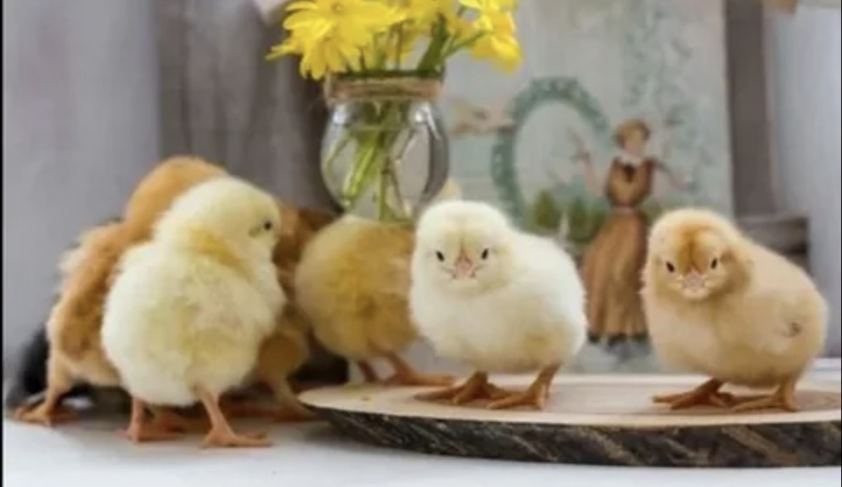 Цыплята, из Интернета. 