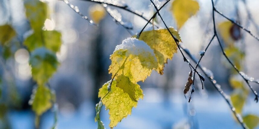    Алена Бобрович