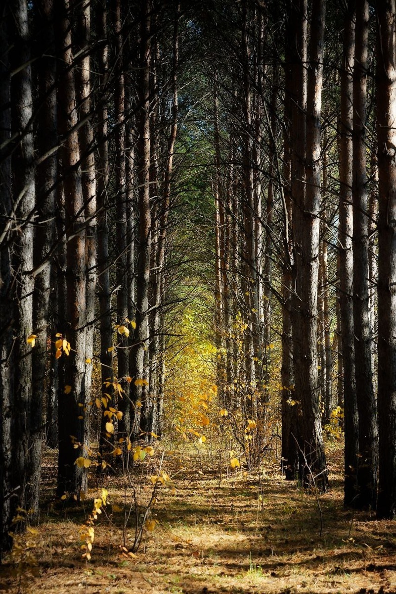 Смена осенних ярких красок на зимнее ч/б.