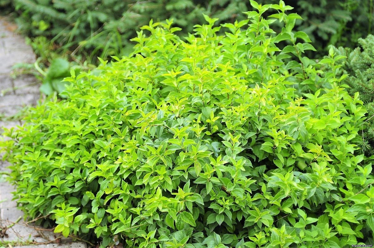    Карликовая форма чубушника обыкновенного 'Gnom'. Фото с сайта ecoforest.moy.su