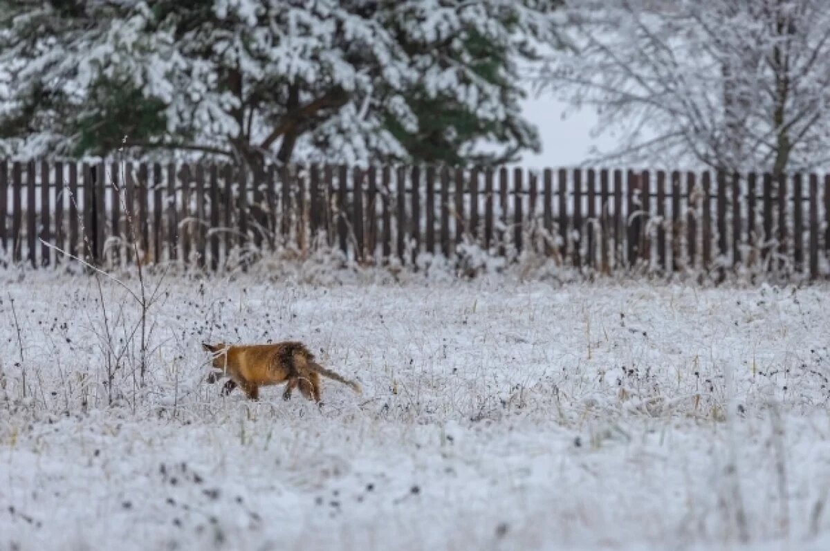    В Тверской области красивая лисица заглянула на заснеженное гольф-поле