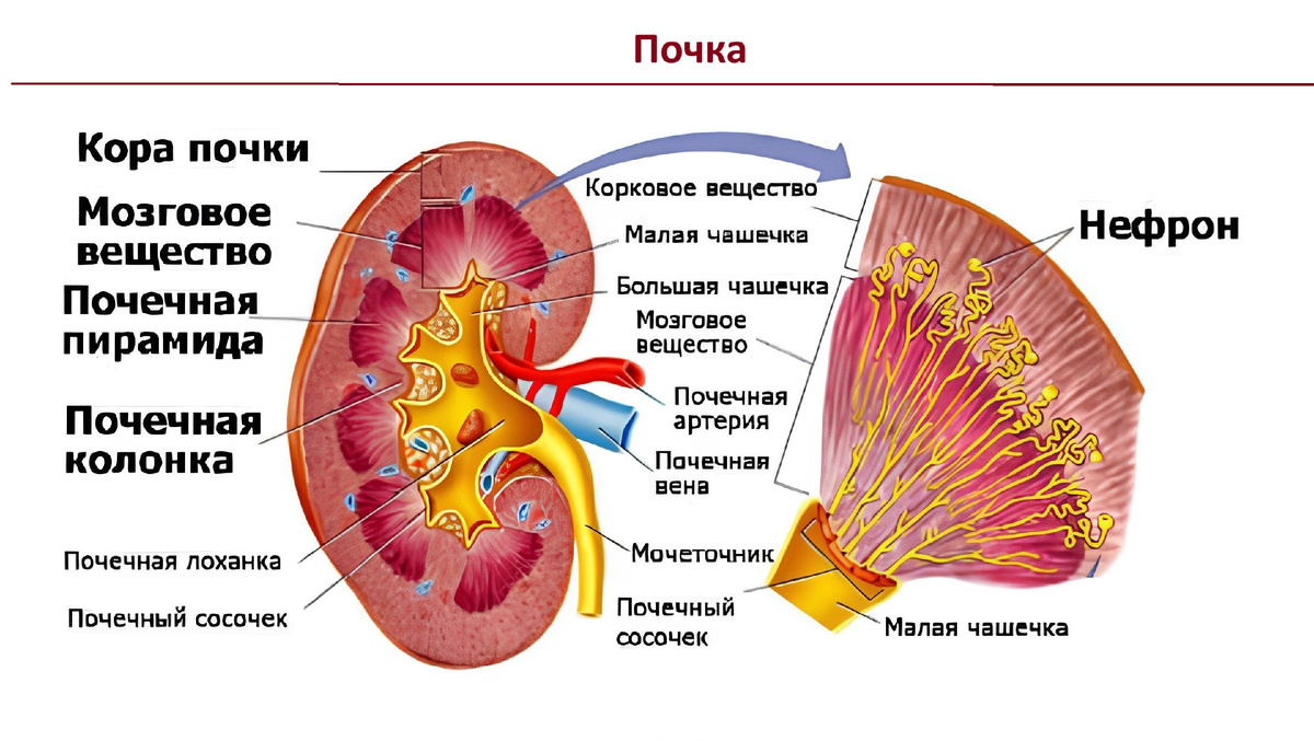 Строение почки