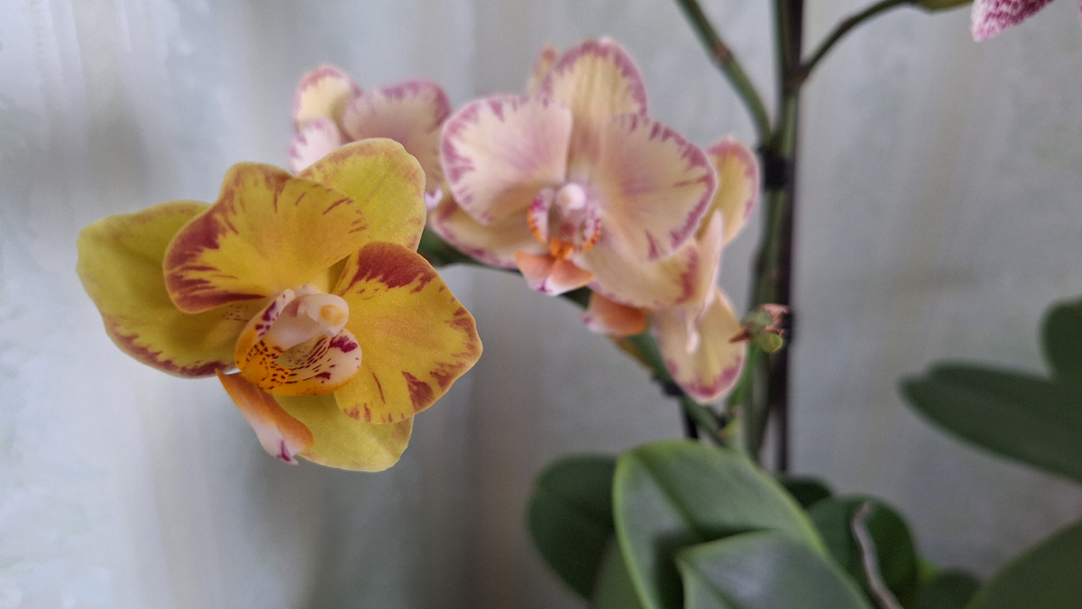 Лимпопо (раскрыла свежий цветок дома)