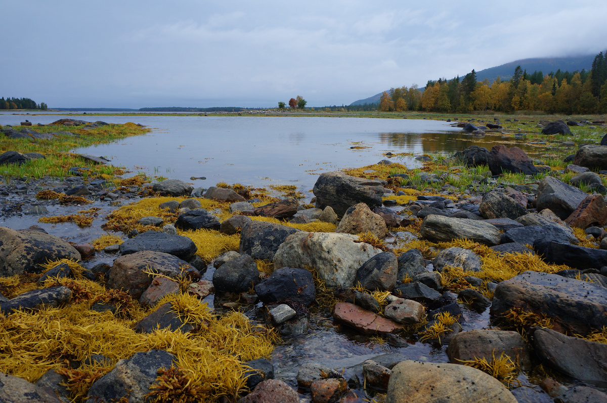 Белое море во время отлива