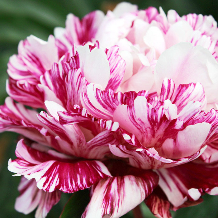 CANDY STRIPE, всё началось с него...Фото из доступных источников интернета.Примерная цена 3500-4000 за корень.