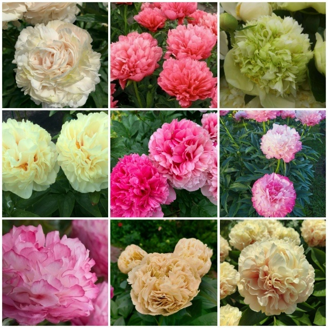 Фото пионов из свободных источников, сделано в иншот