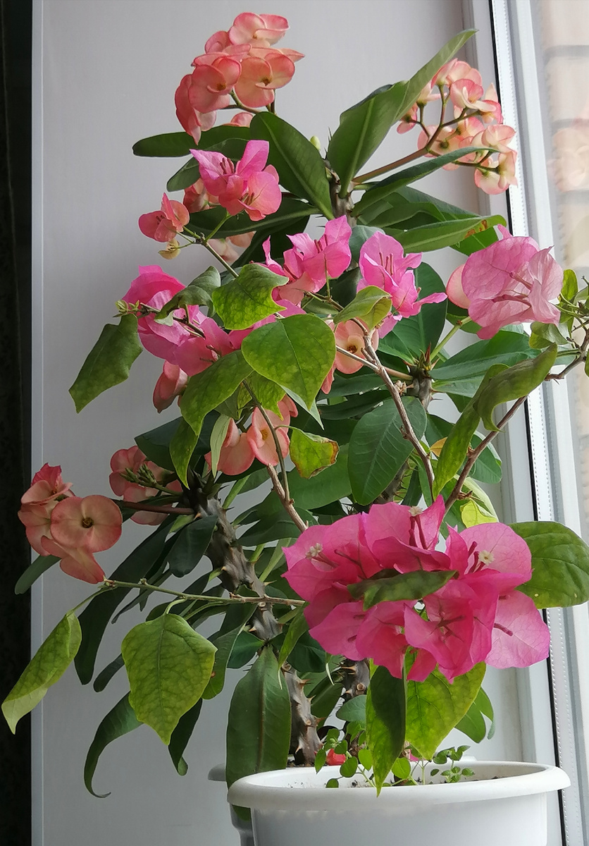 Одной из ключевых декоративных характеристик является их цветение. Околоцветники, которые иногда ошибочно принимаются за цветки, могут обладать разнообразными цветовыми оттенками: от красного и розового до белого и жёлтого, также встречаются биколорные вариации. Настоящие цветки, расположенные в центральной части околоцветников, обычно имеют небольшие размеры и не заметны без детального рассмотрения.