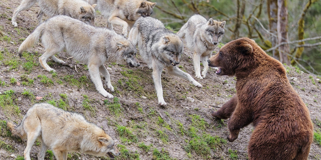 Чем заканчиваются встречи медведей и волков? Анализ нескольких ситуаций