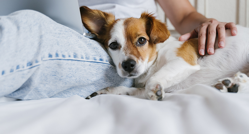 Температура, пульс, дыхание: как измерить питомцу жизненные показатели без паники