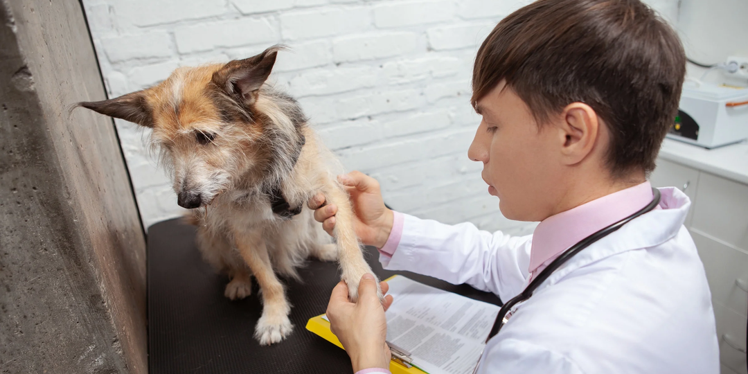 Как понять, что питомцу реально больно, а не “показалось”: языки боли у животных