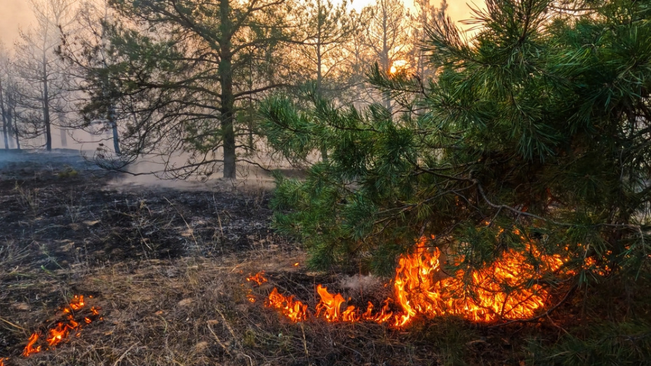    Shutterstock/FOTODOM