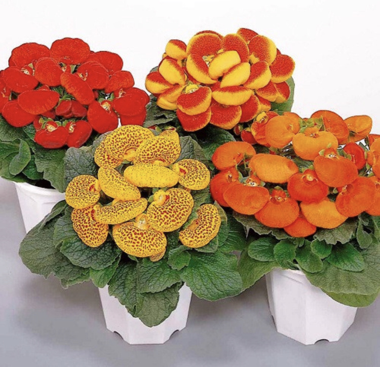 Кальцеолярия комнатная фото из сети