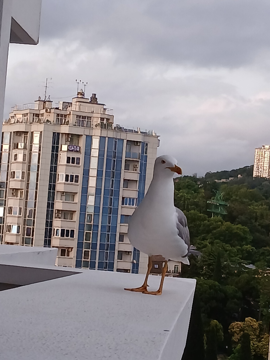 Такие гости на нашем балконе появлялись довольно часто.