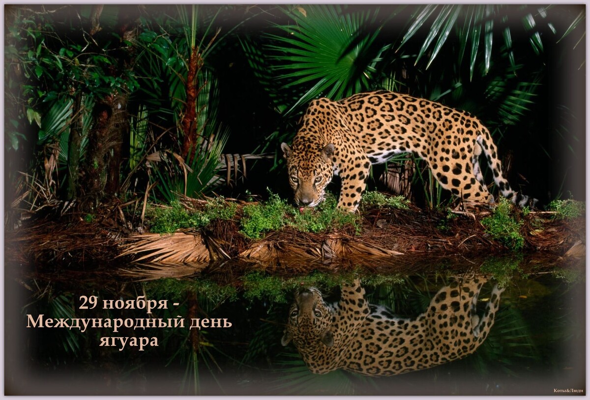 Коллаж автора. Использовано фото: https://ar.pinterest.com/pin/498492252504511824/