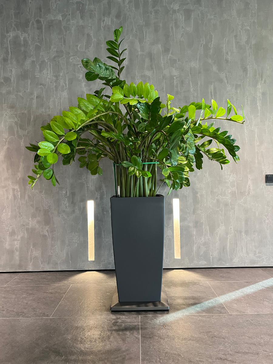 Замиакулькас в интерьере (фото из личного архива)