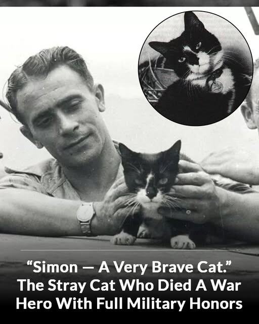 Неукротимый кот