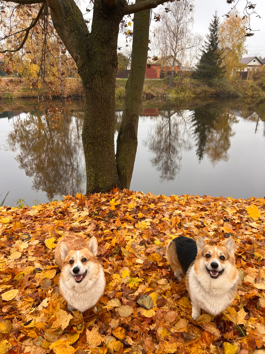 Наша осень! 🍂 