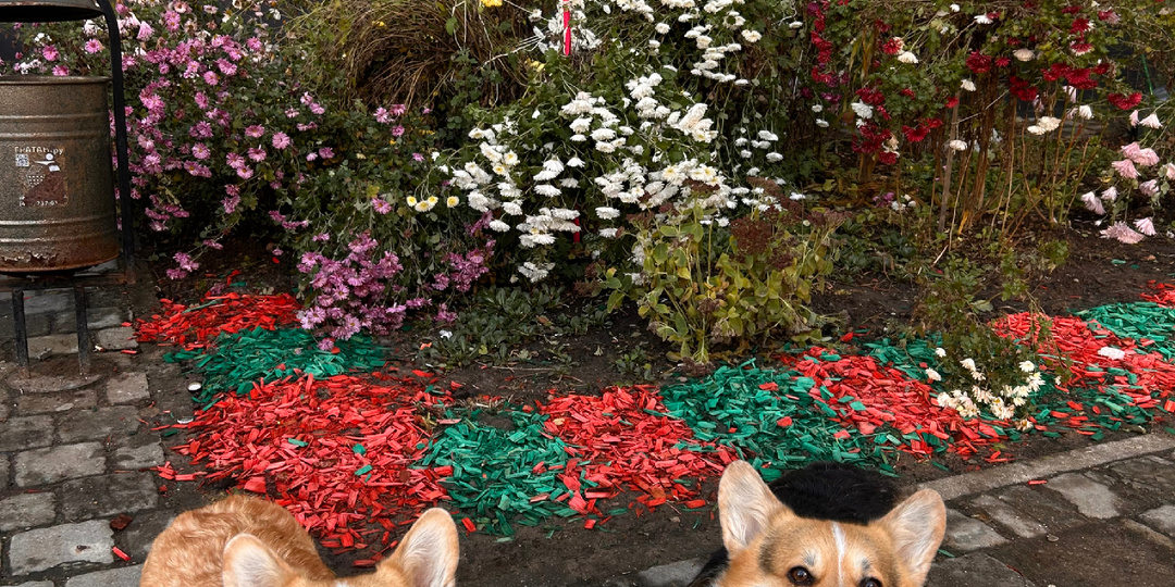 Итоги сезона сестричек корги 🐾🧡🍂 или осень на все 💯!