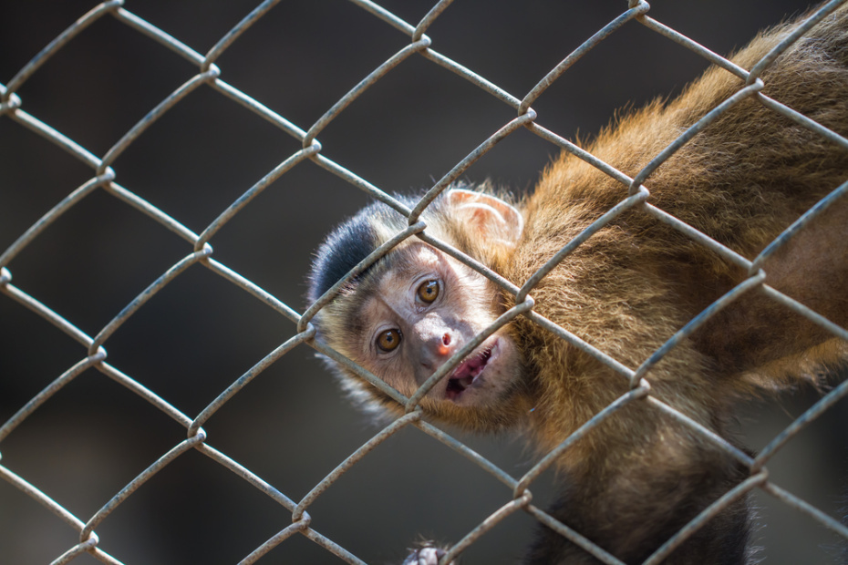    Shutterstock/FOTODOM