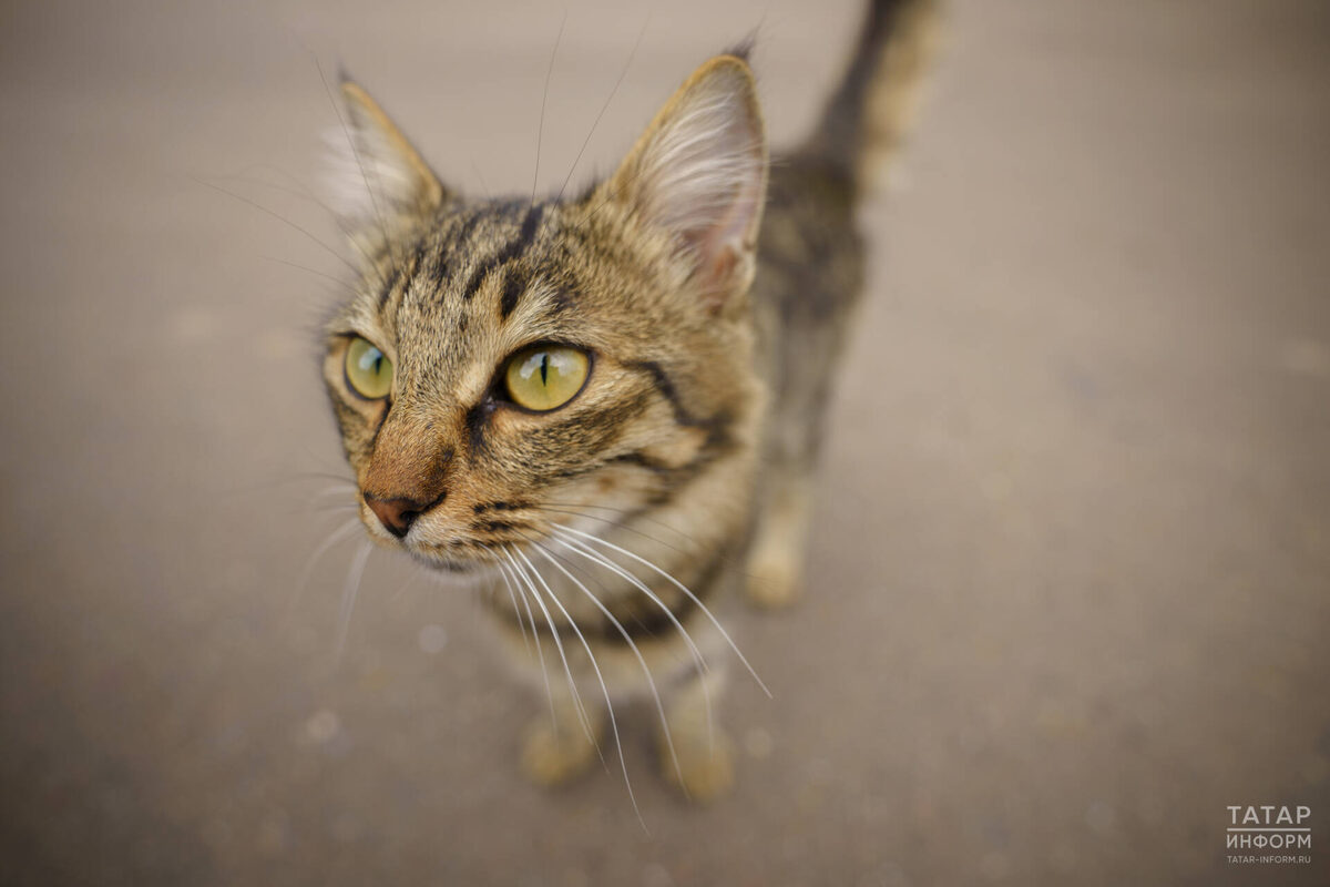 Фото: © Владимир Васильев / «Татар-информ»