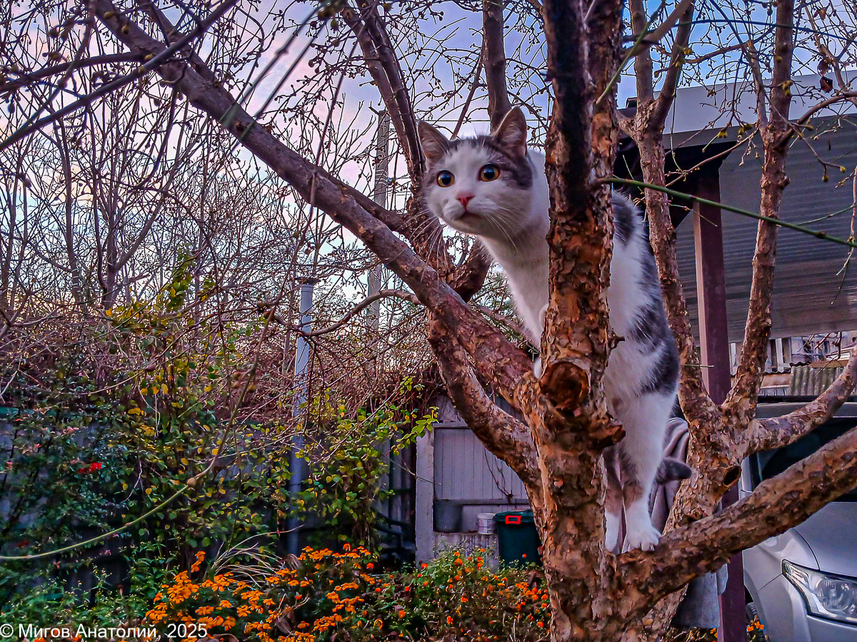 Кошка Кокошка на кизиле и поляна оранжевых бархатцев.