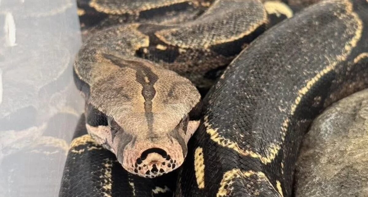    фото из объявления Лесик на Авито