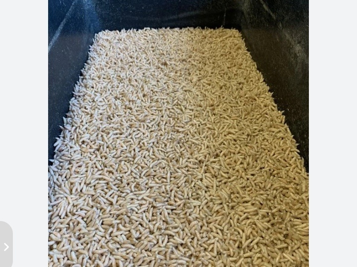 Личинки. В принципе индейцев можно понять.