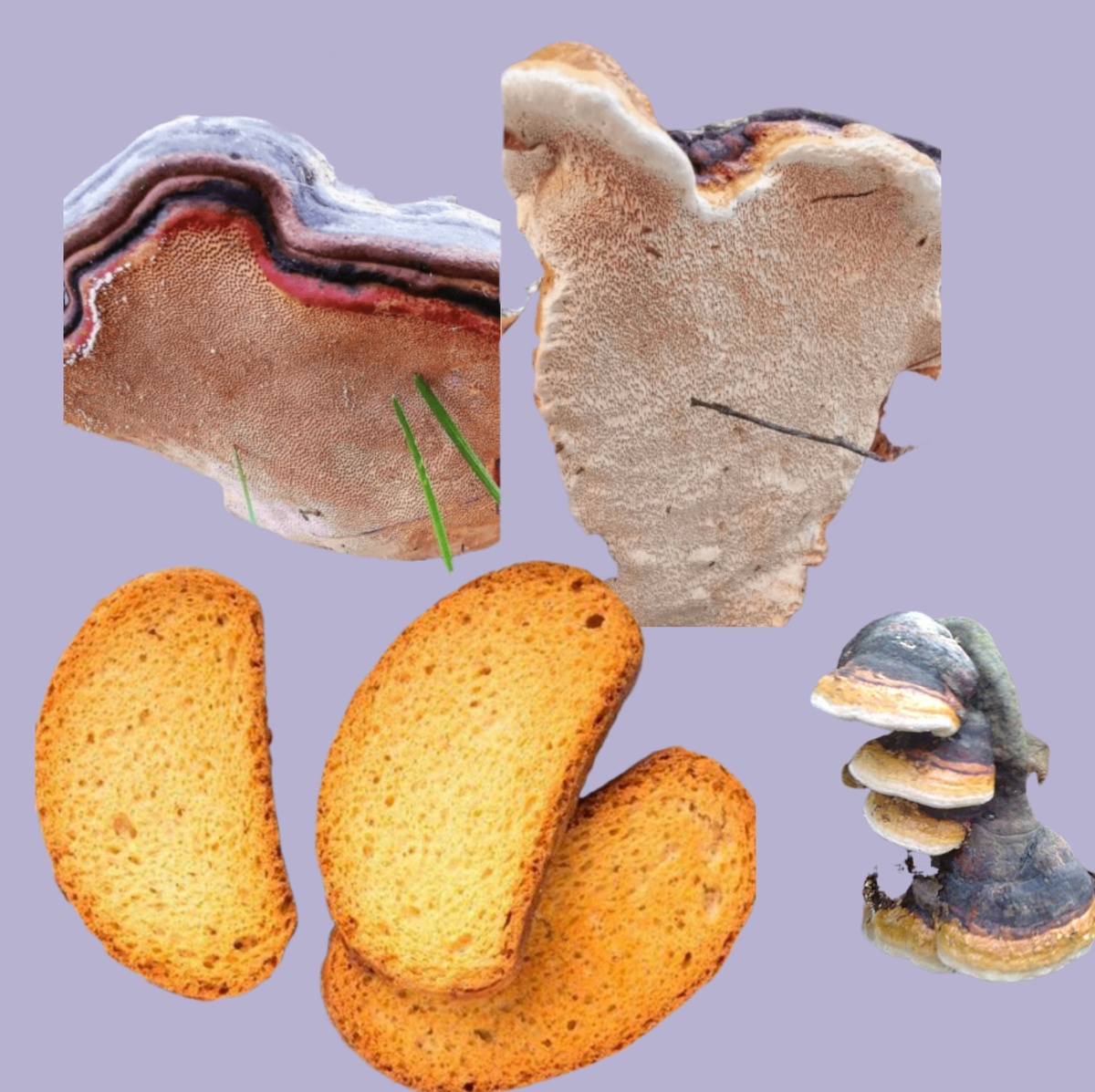 Сухари и трутовик окаймленный, он же древесная губка, вид снизу. Ну как, похожи?