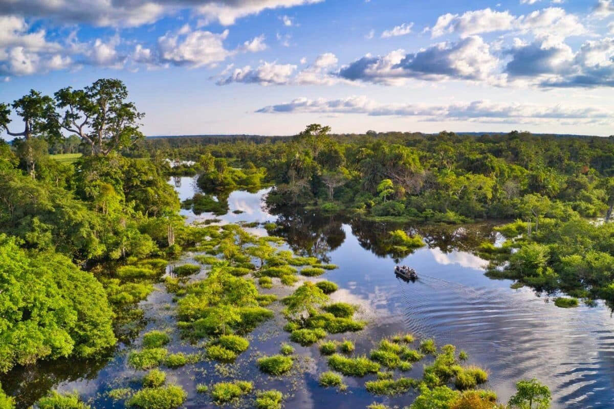   Тропические леса Конго / © guenterguni/Getty Images