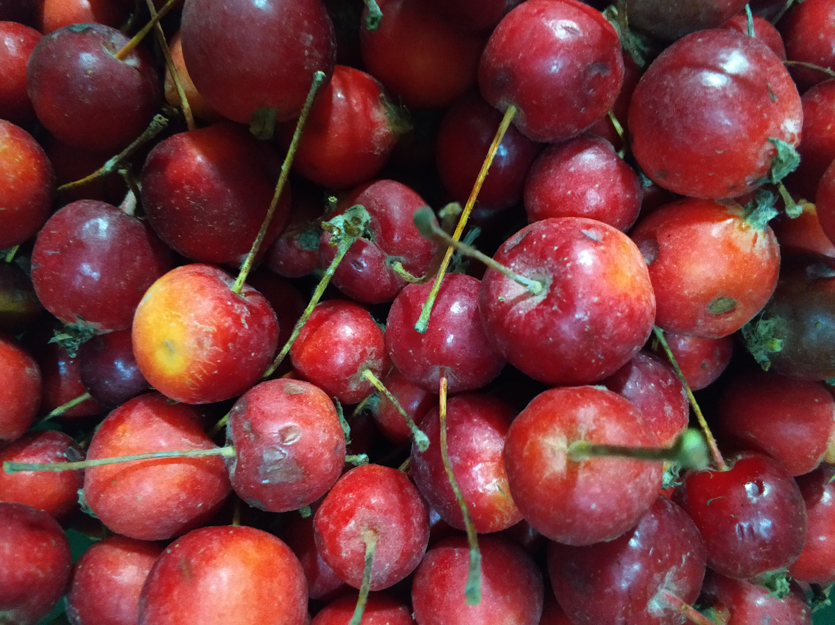 дары с садового участка