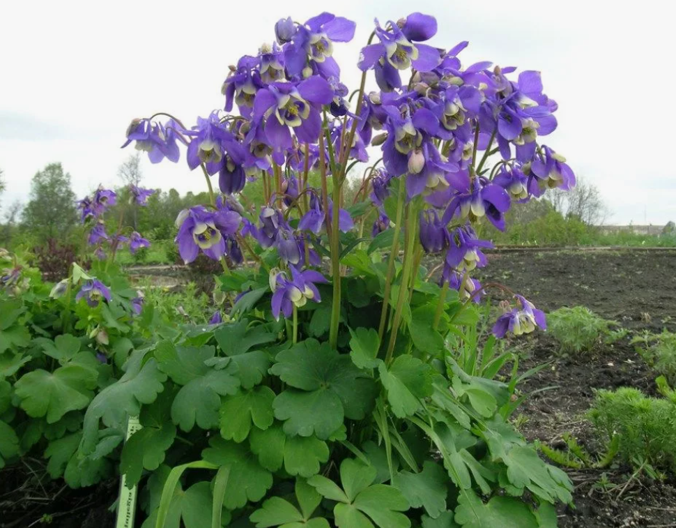 Аквилегия (водосбор)