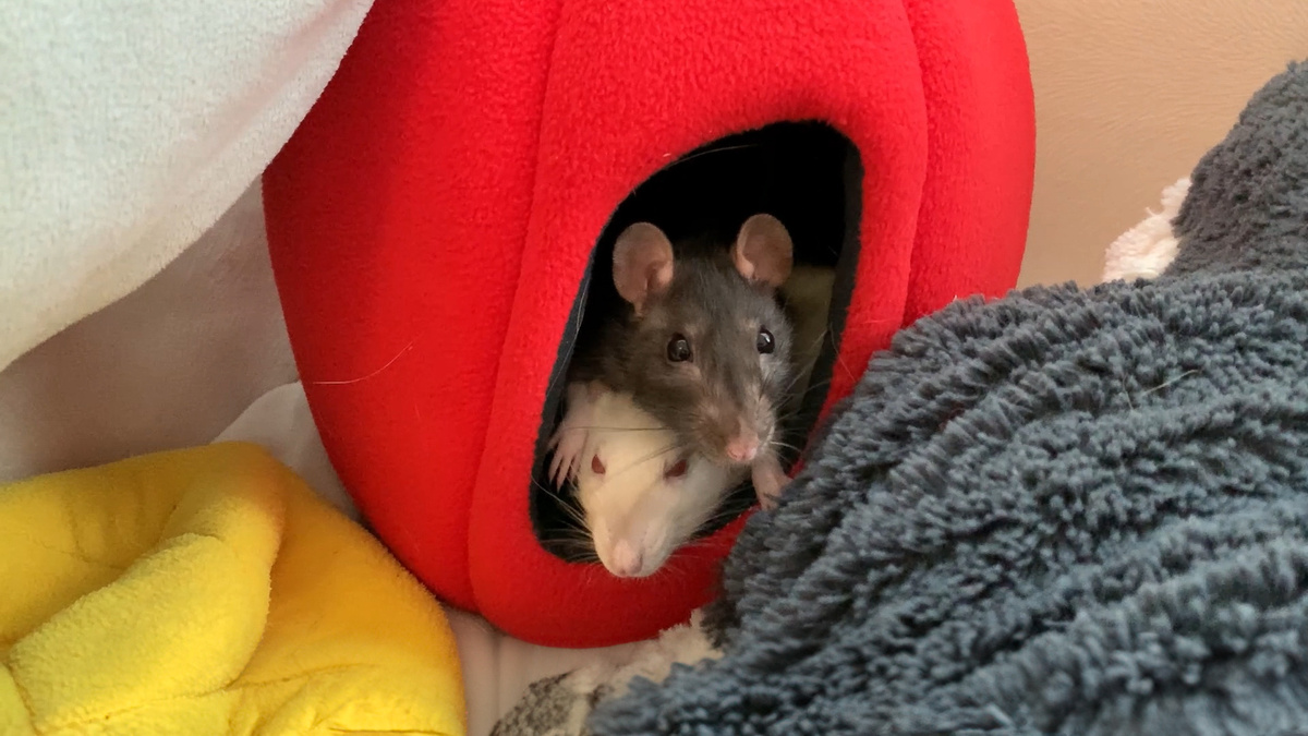 Ронни и Бетти