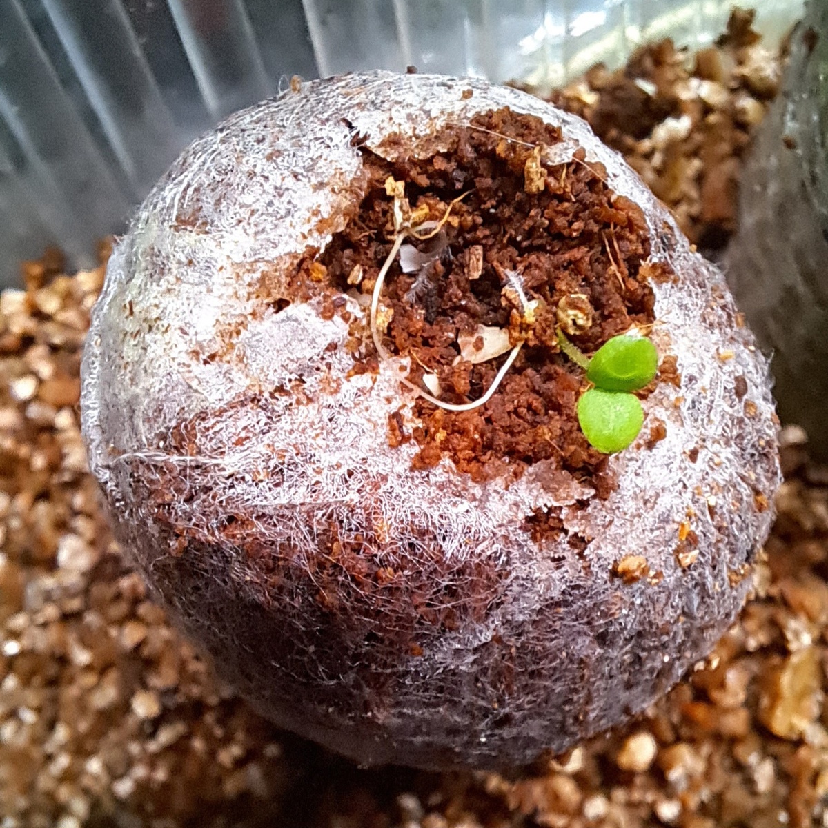 Петунию сеяли по поверхности таблетки